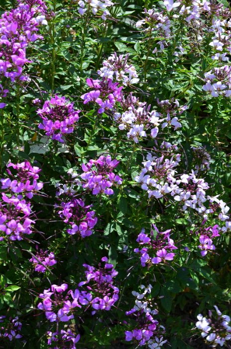Cleome x 'Senorita Rosalita' (4)